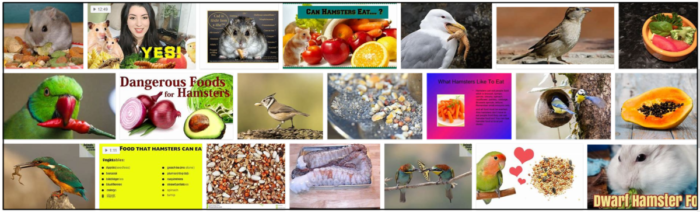 새가 햄스터 음식을 먹을 수 있습니까? 햄스터 식품은 새에게 안전한가요?