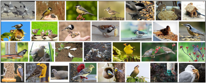 Могут ли птицы есть семена попкорна? Узнайте всю правду о здоровье птиц