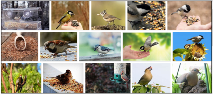 Gli uccelli possono mangiare semi di lino? Scopri tutti i vantaggi dei semi di lino 