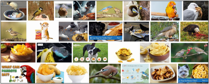 Gli uccelli possono mangiare patatine? Le patatine sono davvero salutari per gli uccelli?