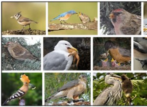 Můžou ptáci jíst krupici? Jsou krupice bezpečné pro ptáky?