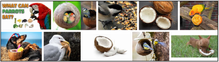 Os pássaros podem comer óleo de coco? Descubra a verdade agora
