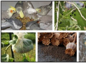 Můžou ptáci jíst mák? Jsou maková semínka bezpečná pro ptáky?