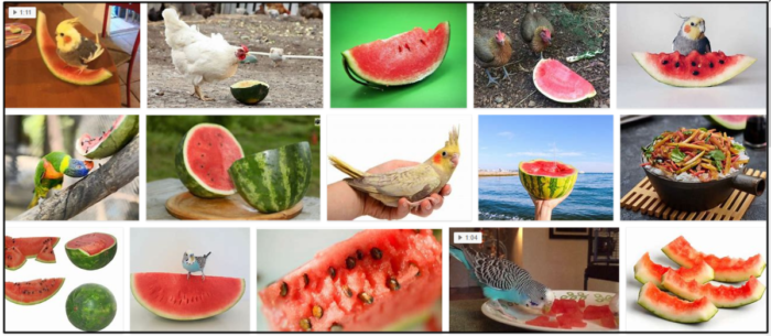 Os pássaros podem comer casca de melancia? Descubra a verdade agora