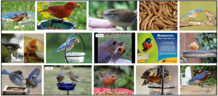 Můžou ptáci jíst moučné červy? Mají ptáci rádi moučné červy?