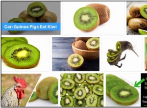Kunnen vogels kiwi s eten? Lees over de relatie tussen vogels en fruit