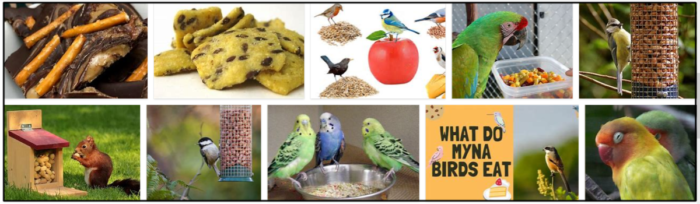 Kunnen vogels gezouten noten eten? De dingen die u weet, zullen veranderen als u het leest