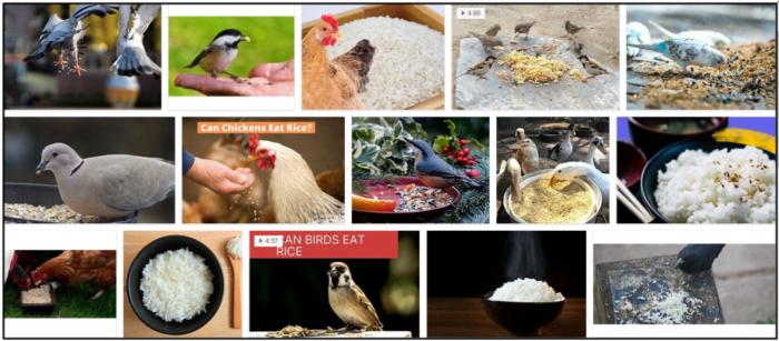 Kunnen vogels gekookte rijst eten? Doen vogels als gekookte rijst