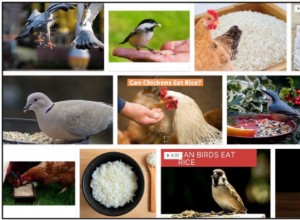 Os pássaros podem comer arroz cozido? Os pássaros gostam de arroz cozido