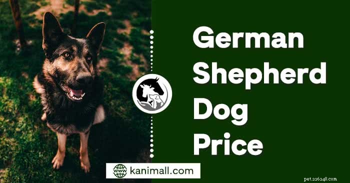 Prix du chien de berger allemand :fourchette de prix, prix des chiots