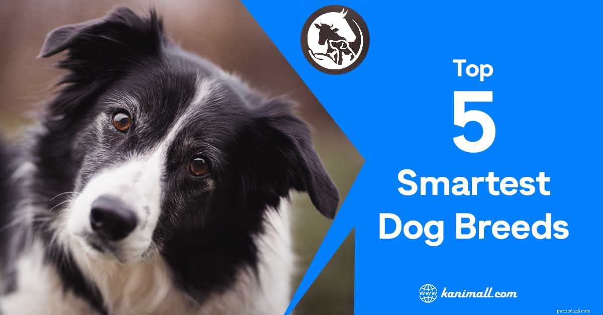 Topp 5 smartaste hundraser du måste känna till!!