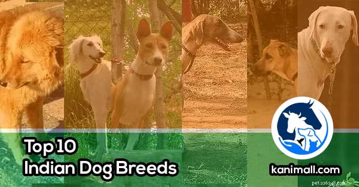 外国の犬の代わりに所有すべきインドの犬種トップ10 