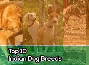 As 10 principais raças de cães indianos que você deve ter em vez de um cão estrangeiro 