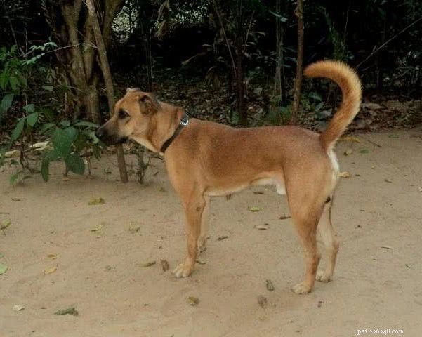 Top 10 indiska hundraser man bör äga istället för en främmande hund 