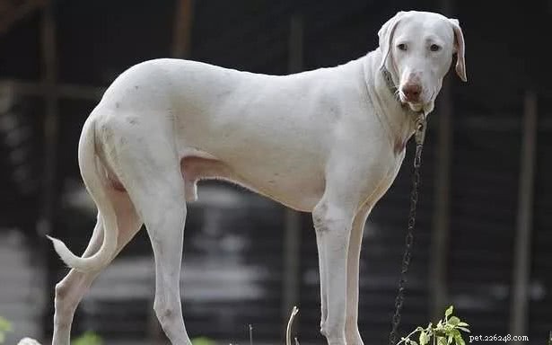 Top 10 des races de chiens indiens à posséder plutôt qu un chien étranger 