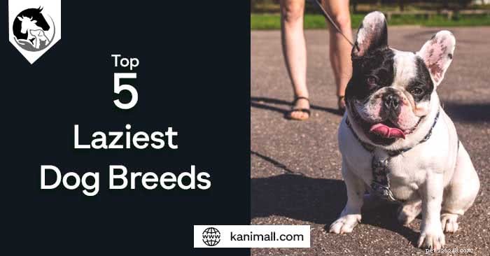 Top 5 des races de chiens les plus paresseux :pour votre style de vie en appartement