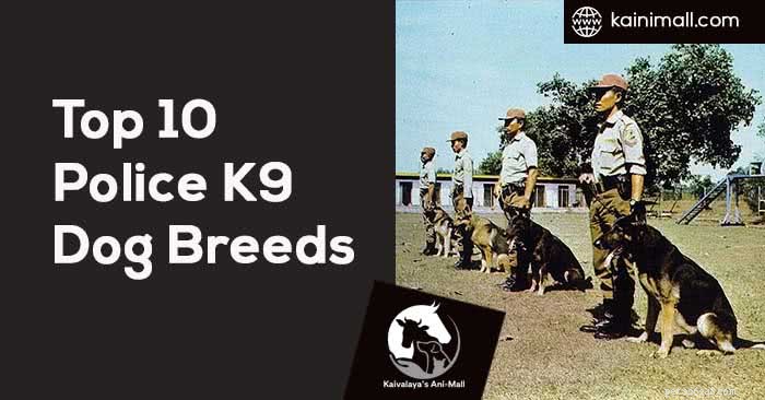 As 10 principais raças de cães K9 da polícia:cães de segurança, cães da unidade policial
