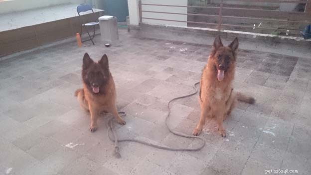 Le 10 migliori razze di cani K9 della polizia:cani da sicurezza, cani da unità di polizia
