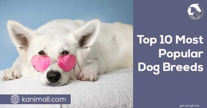 世界で最も人気のある犬種トップ10 