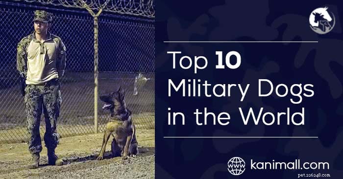 I 10 migliori cani militari del mondo, cani da guerra, cani poliziotto