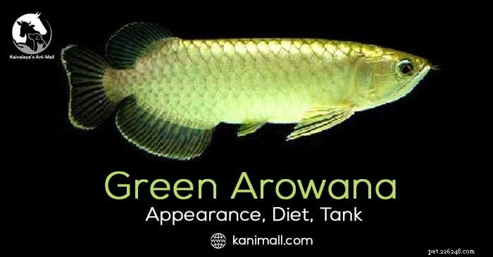 Green Arowana:uiterlijk, dieet, tank en gezondheid