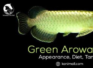 Arowana verde:aparência, dieta, tanque e saúde