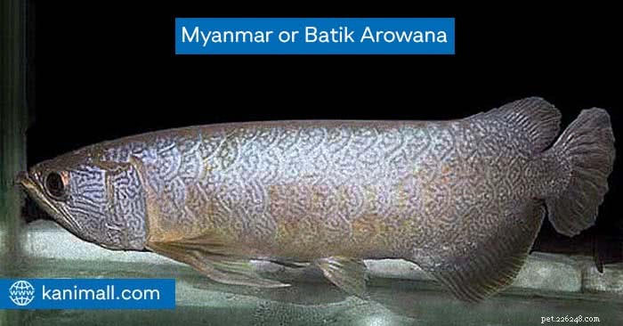 Tout ce que vous devez savoir sur le Myanmar ou le Batik Arowana