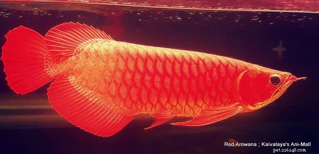 빨간색 아로와나. 가장 비싼 용 물고기.