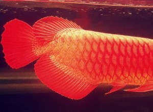빨간색 아로와나. 가장 비싼 용 물고기.