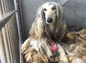 Problemas de saúde do galgo afegão