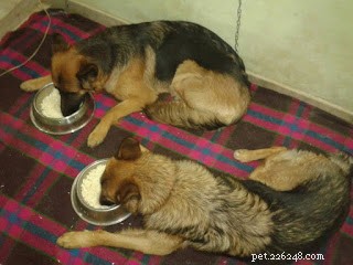 Régime des chiens de berger allemand :matin, soir et exercice
