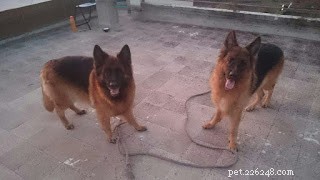 Cani da pastore tedesco:stimolazione mentale.