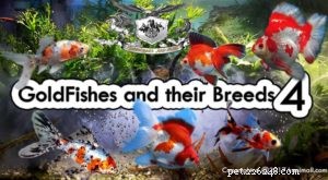Les poissons rouges et leurs races, partie 4