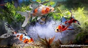 Peixes Dourados e Suas Raças Parte 4