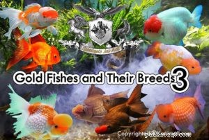 Peixes dourados e suas raças Parte 3