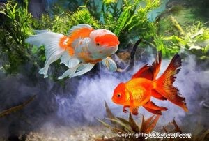 Peixes dourados e suas raças Parte 3