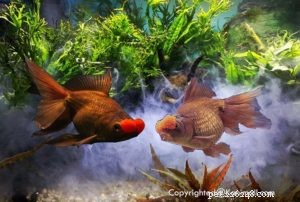 Золотые рыбки и их породы, часть 3