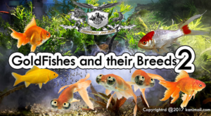 Les poissons rouges et leurs races, partie 2