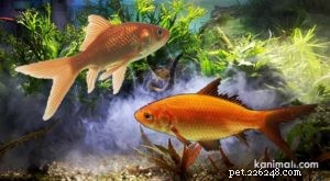 Peixes dourados e suas raças Parte 2