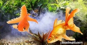 Золотые рыбки и их породы, часть 2