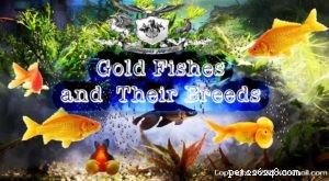 Золотые рыбки и их породы, часть 1