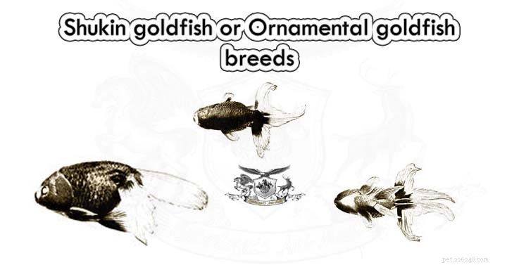 シュウキン金魚または観賞用金魚の品種 