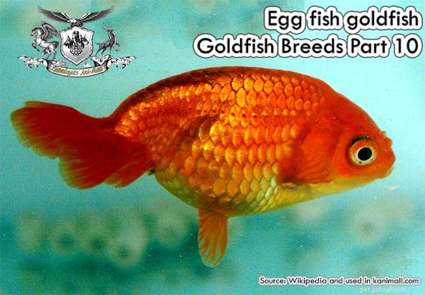 Äggfisk guldfisk:Goldfish Breeds Del 10
