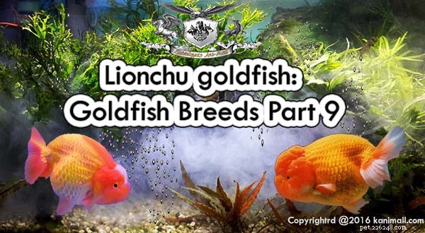 Poisson rouge Lionchu :races de poissons rouges, partie 9