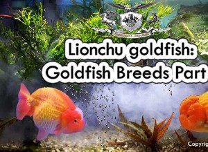 Peixe dourado Lionchu:Raças de peixe dourado Parte 9