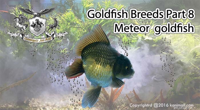 Meteorická zlatá rybka:Plemena zlatých rybek, část 8