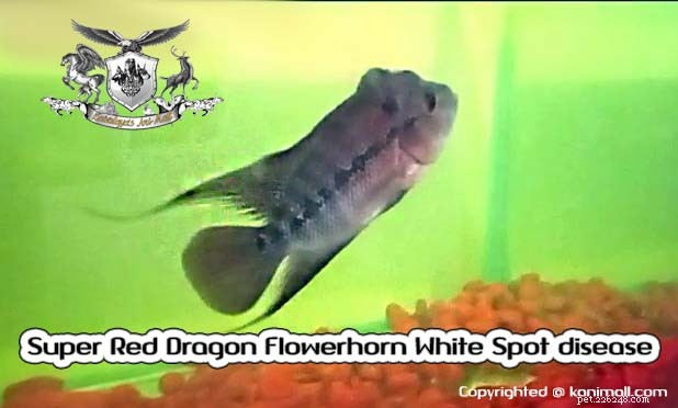 Super Red Dragon Flowerhorn White Spot-ziekte