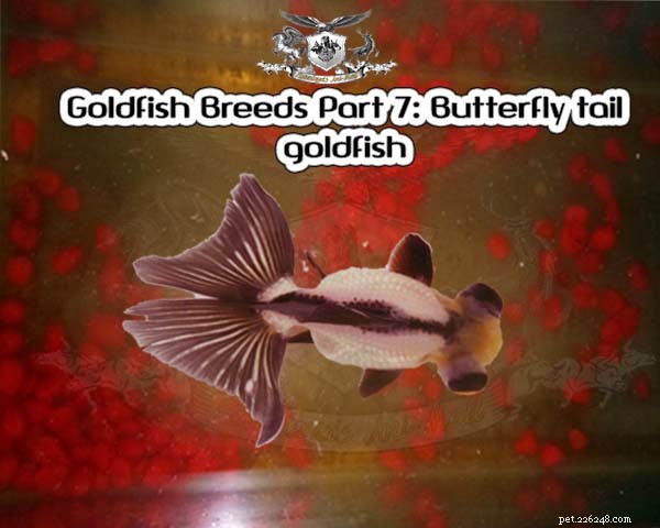 Le razze di pesci rossi, parte 7:pesci rossi a coda di farfalla