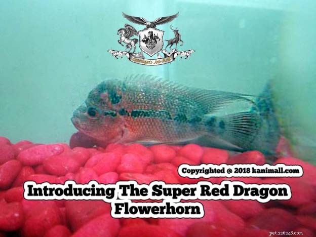 Présentation du Super Dragon Rouge Flowerhorn