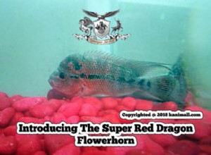 Apresentando o Super Dragão Vermelho Flowerhorn